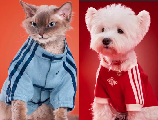 Moda para mascotas: los looks más fashionistas inspirados en el Año Nuevo Lunar