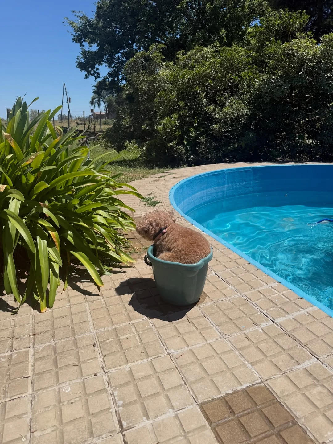 Así es la casa de campo de Maru Botana: decoración rústica, muebles antiguos y una pileta soñada