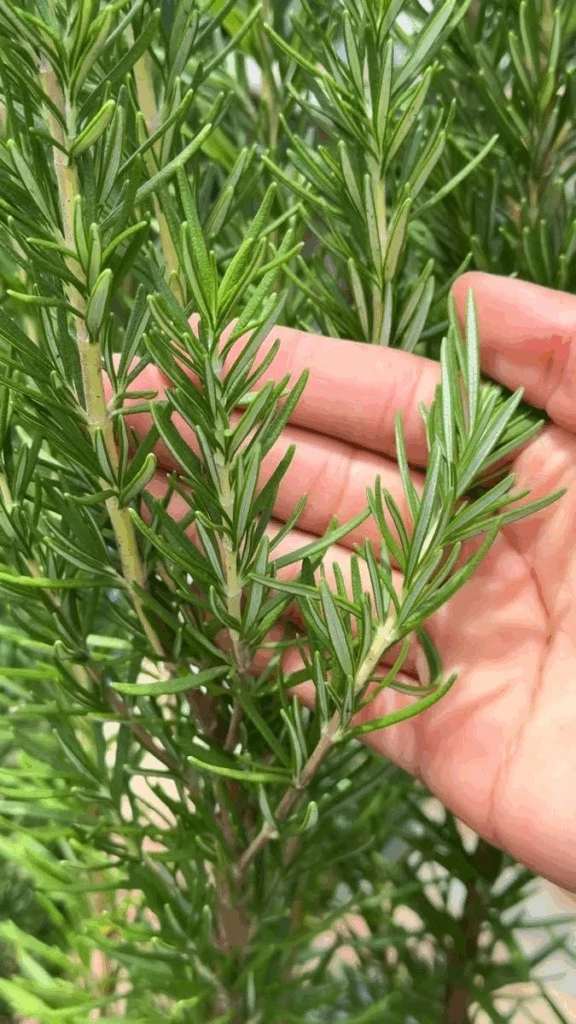 Hay algo profundamente gratificante en cultivar aromáticas en casa.  