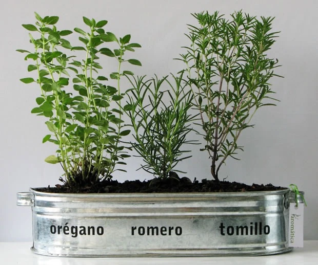 Tres plantas aromáticas fáciles de cuidar en macetas. 