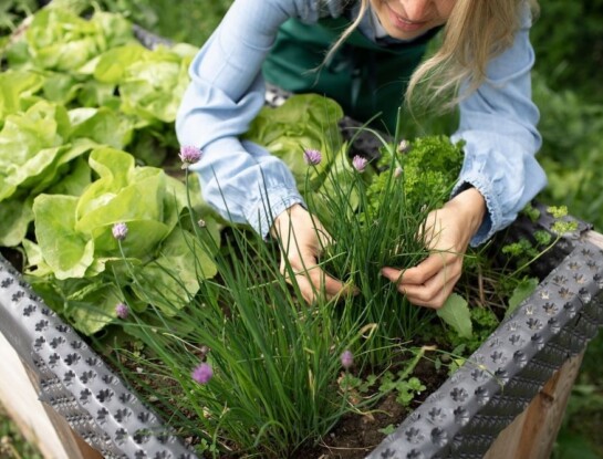 5 plantas aromáticas fáciles de cuidar en macetas
