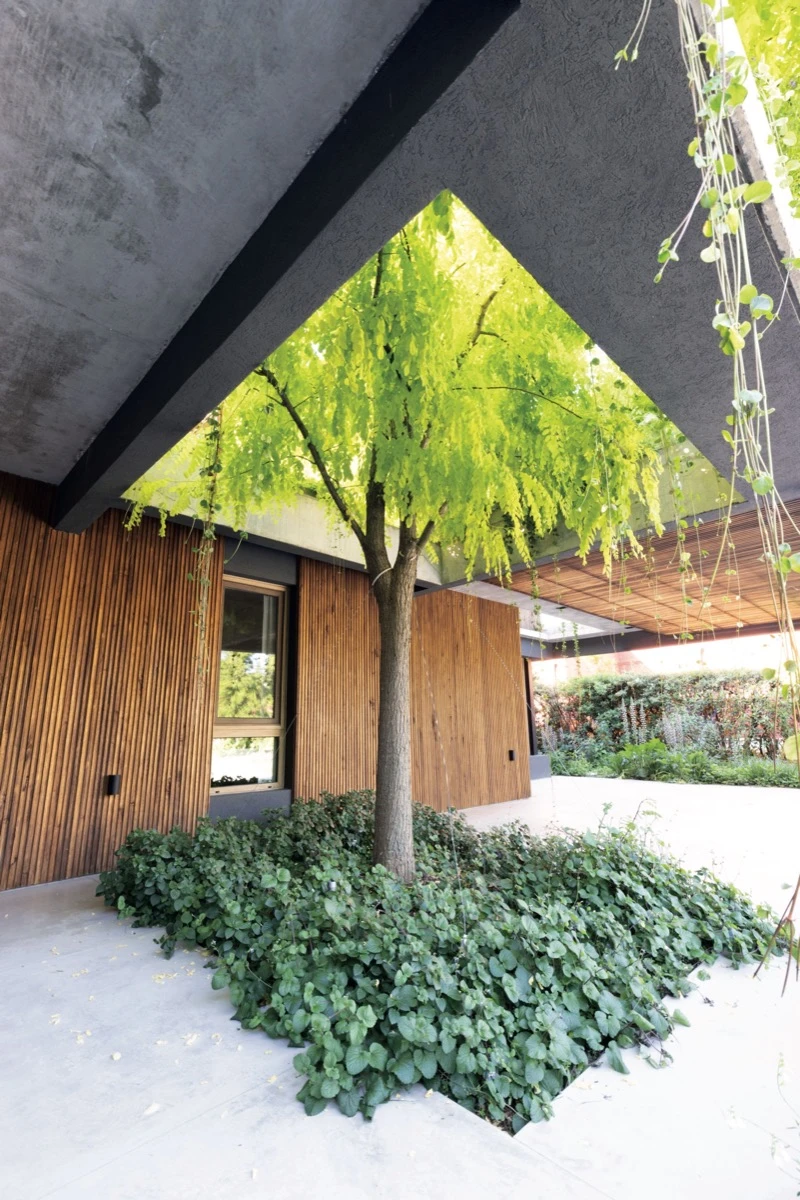 El gran árbol ubicado en el ingreso a la casa es protagonista absoluto del ingreso. 