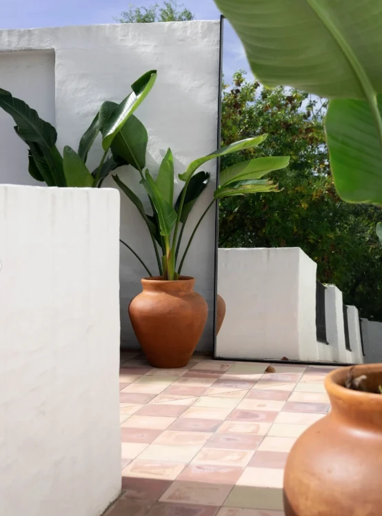 Se colocaron macetas de barro y sterlizias