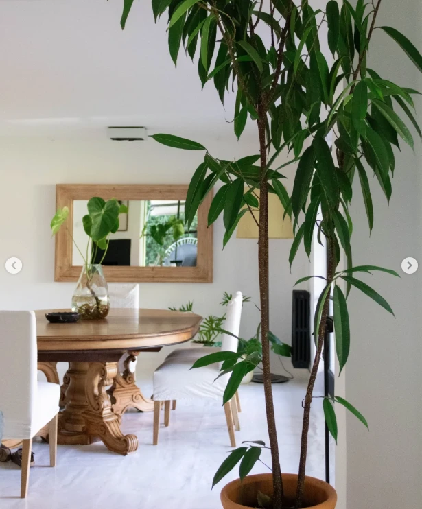 También se colocaron macetas en el interior