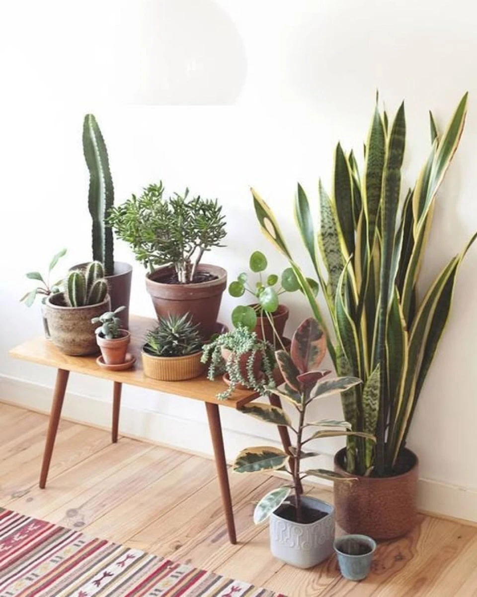 Menos impulsos y más observación: a verdadera aliada contra las olas de calor. 