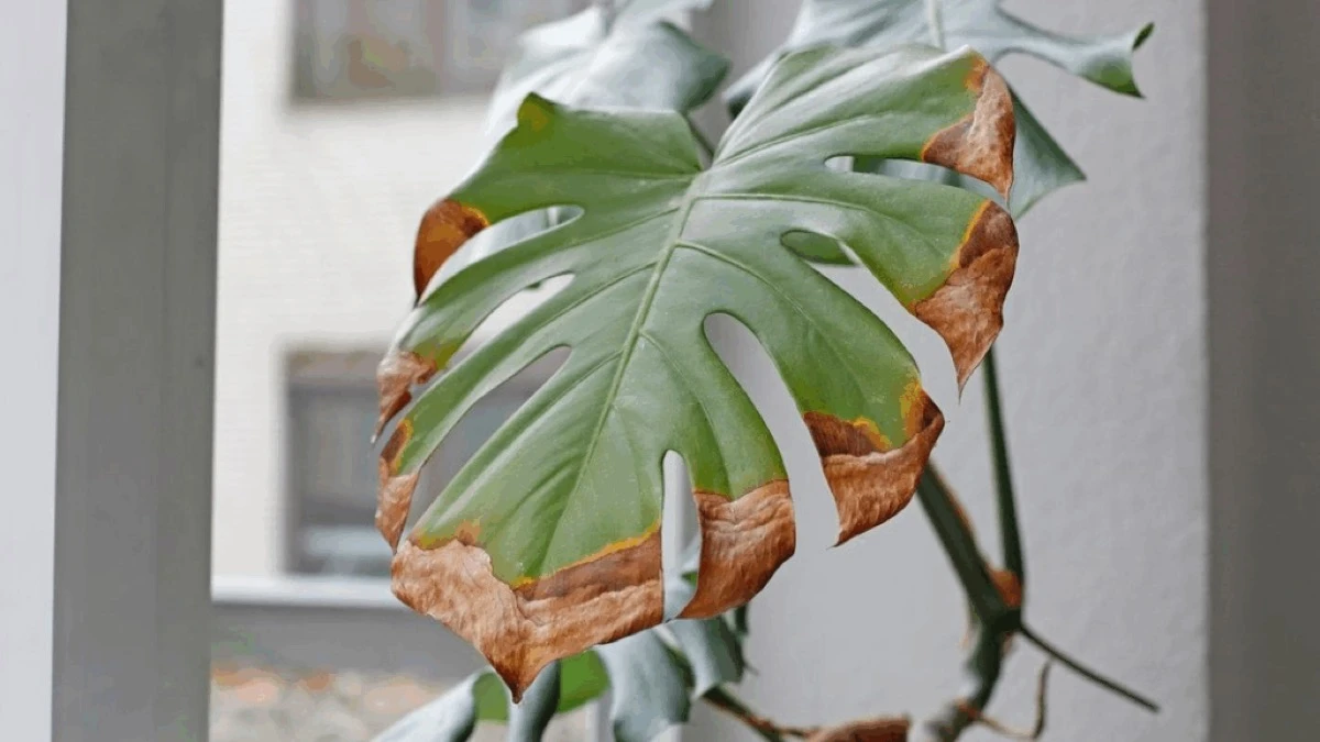 Aprender a identificar las señales del estrés térmico en las plantas es vital para 