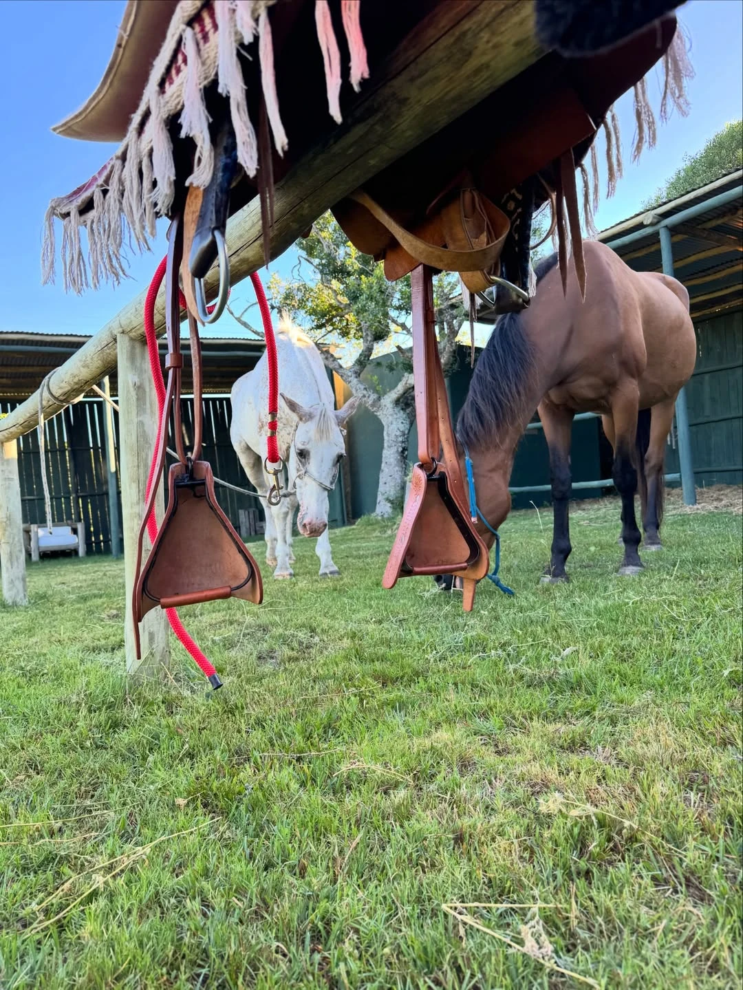 Rambo y Alfalfa, los caballos de Tao. Fotos: IG.