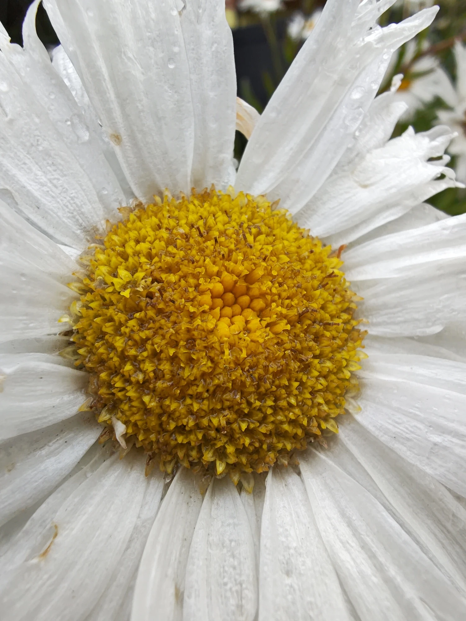 Registrado con motorola signature.