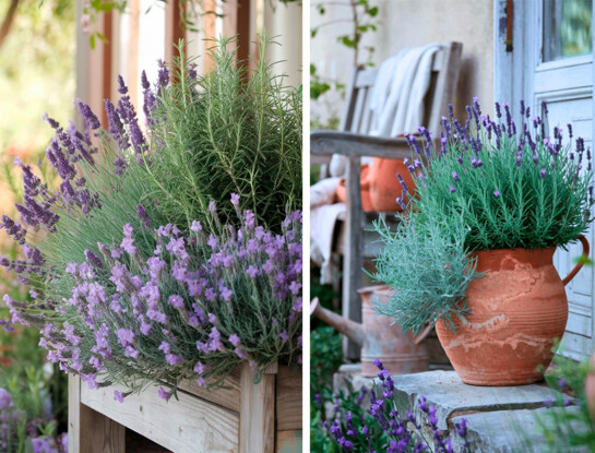La planta del día: cómo cuidar lavanda en maceta para que crezca fuerte y dure años