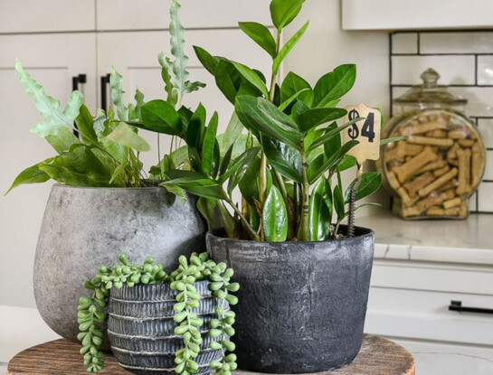 Tip express de jardinería: qué hacer hoy para revivir una planta caída en maceta