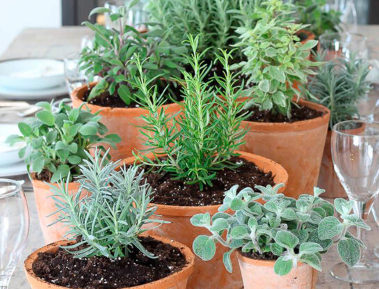 Jardinería fácil: qué hacer hoy con tus macetas en otoño para evitar hongos y hojas feas