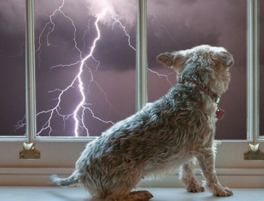 Mascotas y tormentas: como cuidarlas y evitar que se pierdan