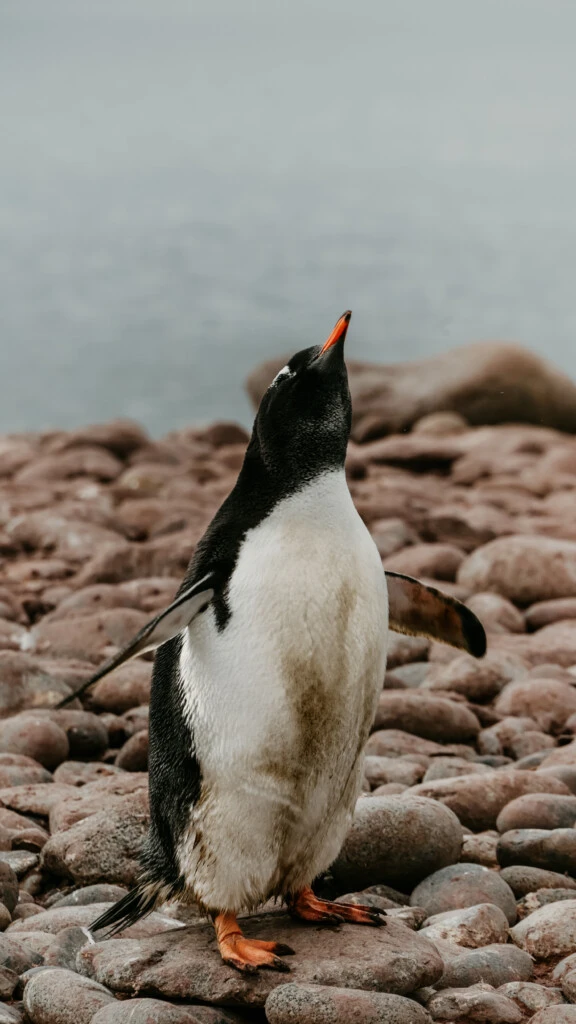 Travesía por la Antártida
