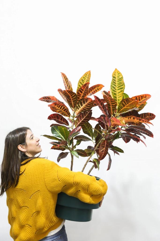 El crotón es difícil