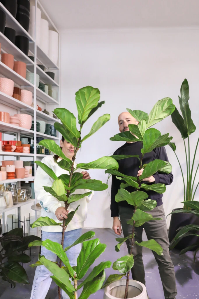 El ficus pandurata "es sensible a todo"