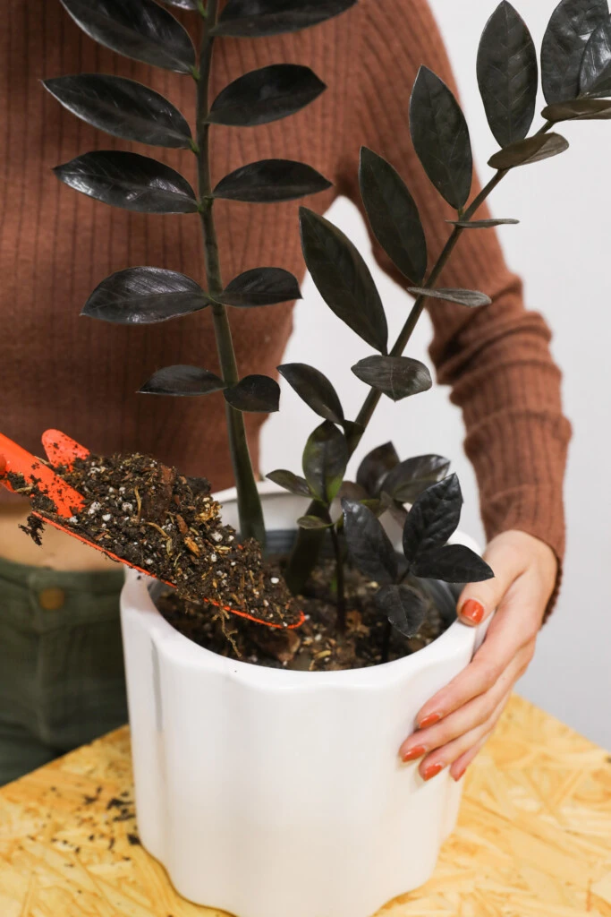 La zamioculca es una de las plantas fáciles