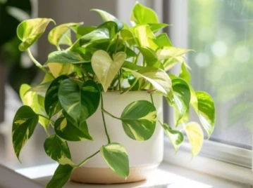 Cómo usar vinagre de manzana para cuidar tu potus y mantenerlo sano en invierno