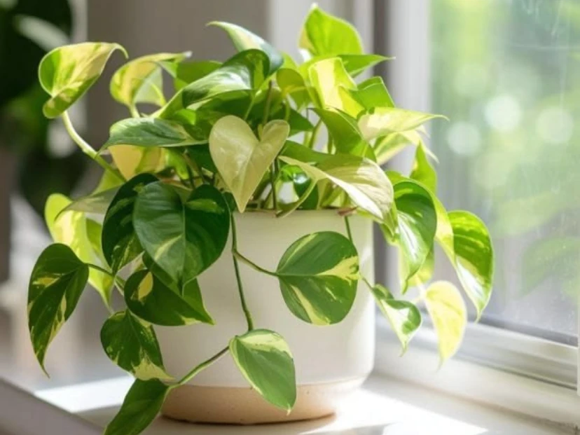 Cómo usar vinagre de manzana para cuidar tu potus y mantenerlo sano en invierno