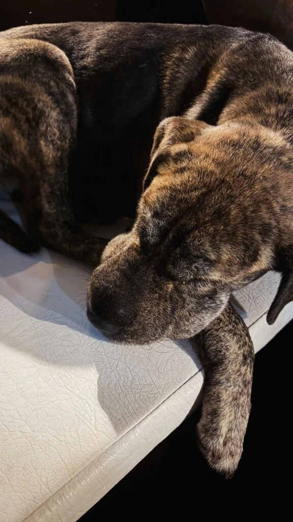 En ese contexto, mostró su cercanía con los animales: perros, caballos, gallinas, ovejas y burros formaron parte de un entorno que transmitió calma y armonía.