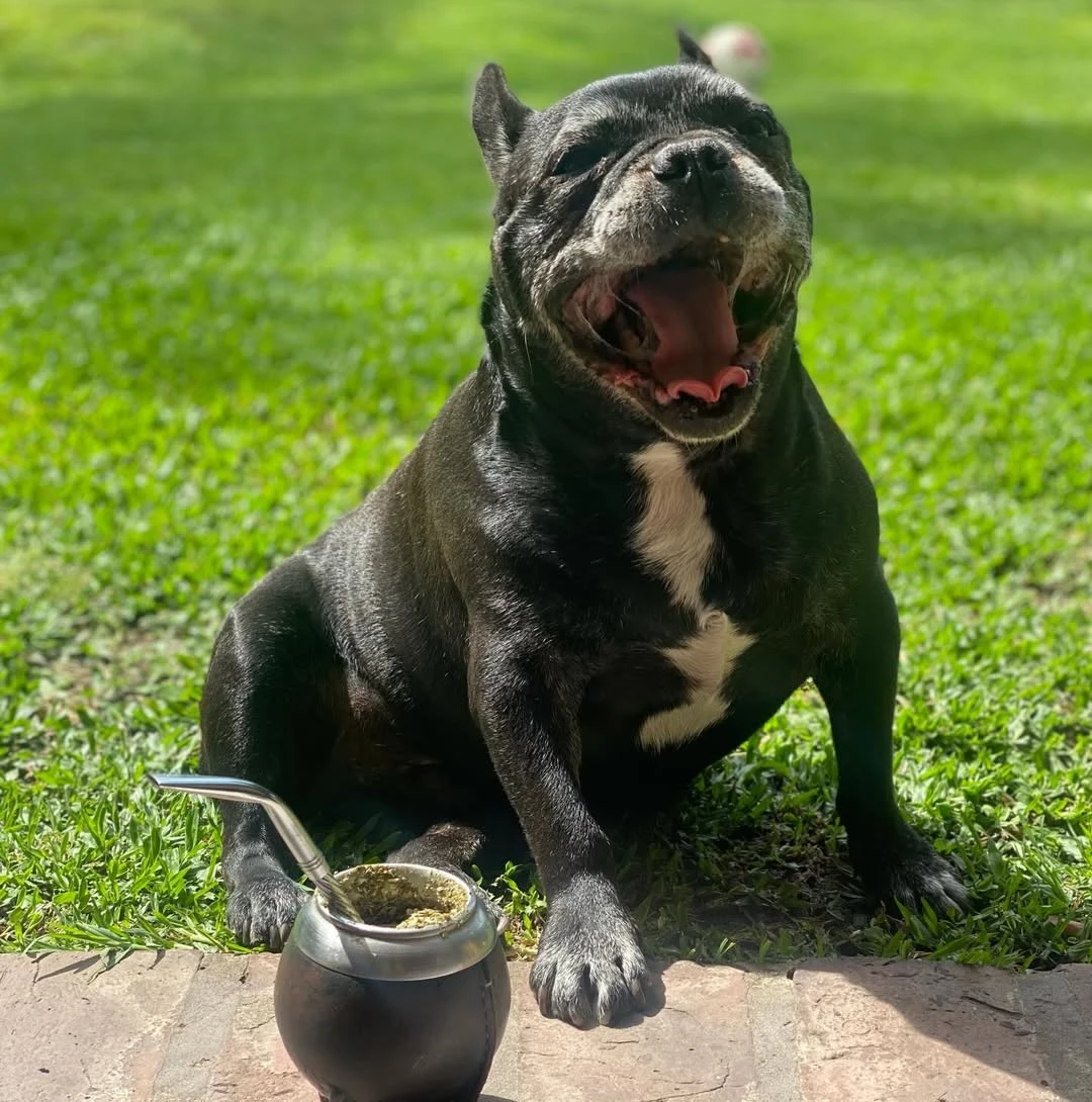 Moro, el perro de Paula Chaves y Pedro Alfonso. 