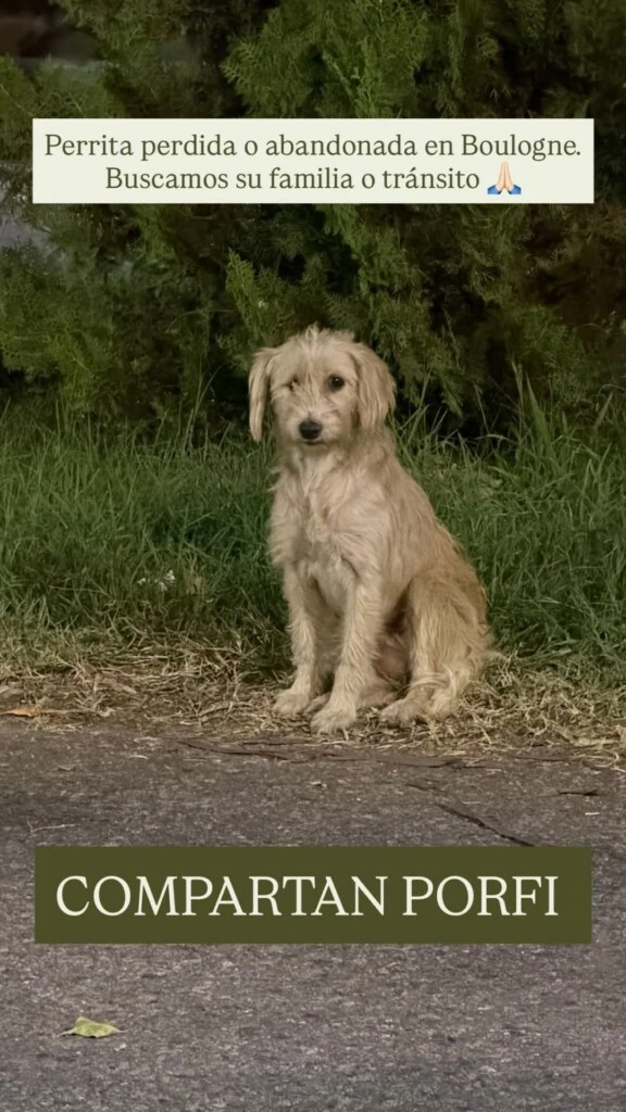 Juana detalló que la perrita tiene un ojo lastimado, aunque aclaró que no parece estar desnutrida, por lo que sospecha que podría haberse perdido recientemente. 