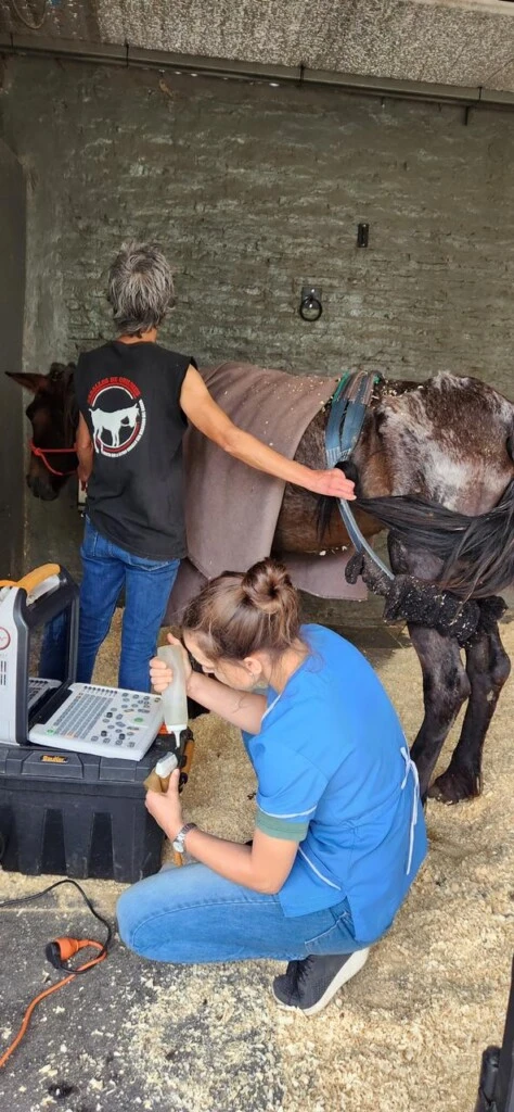 ONG Caballos de Quilmes y Rescatados Isla Maciel serán los beneficiados de la jornada. 