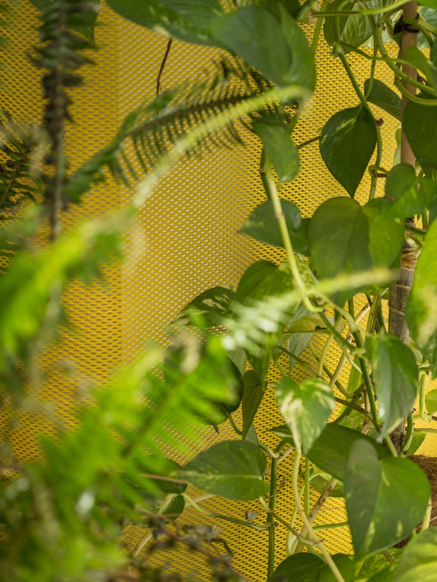 La vegetación adquiere un papel estructural dentro del proyecto. 