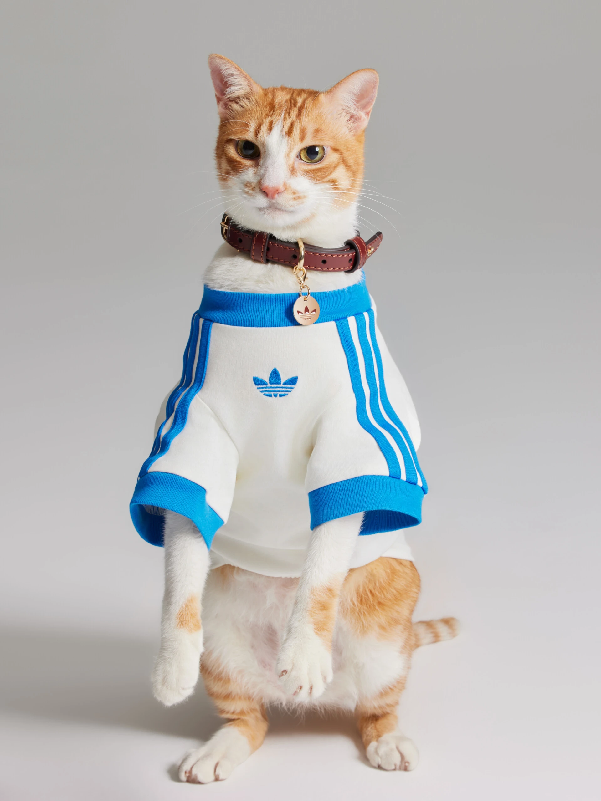 Moda mundialista para mascotas.