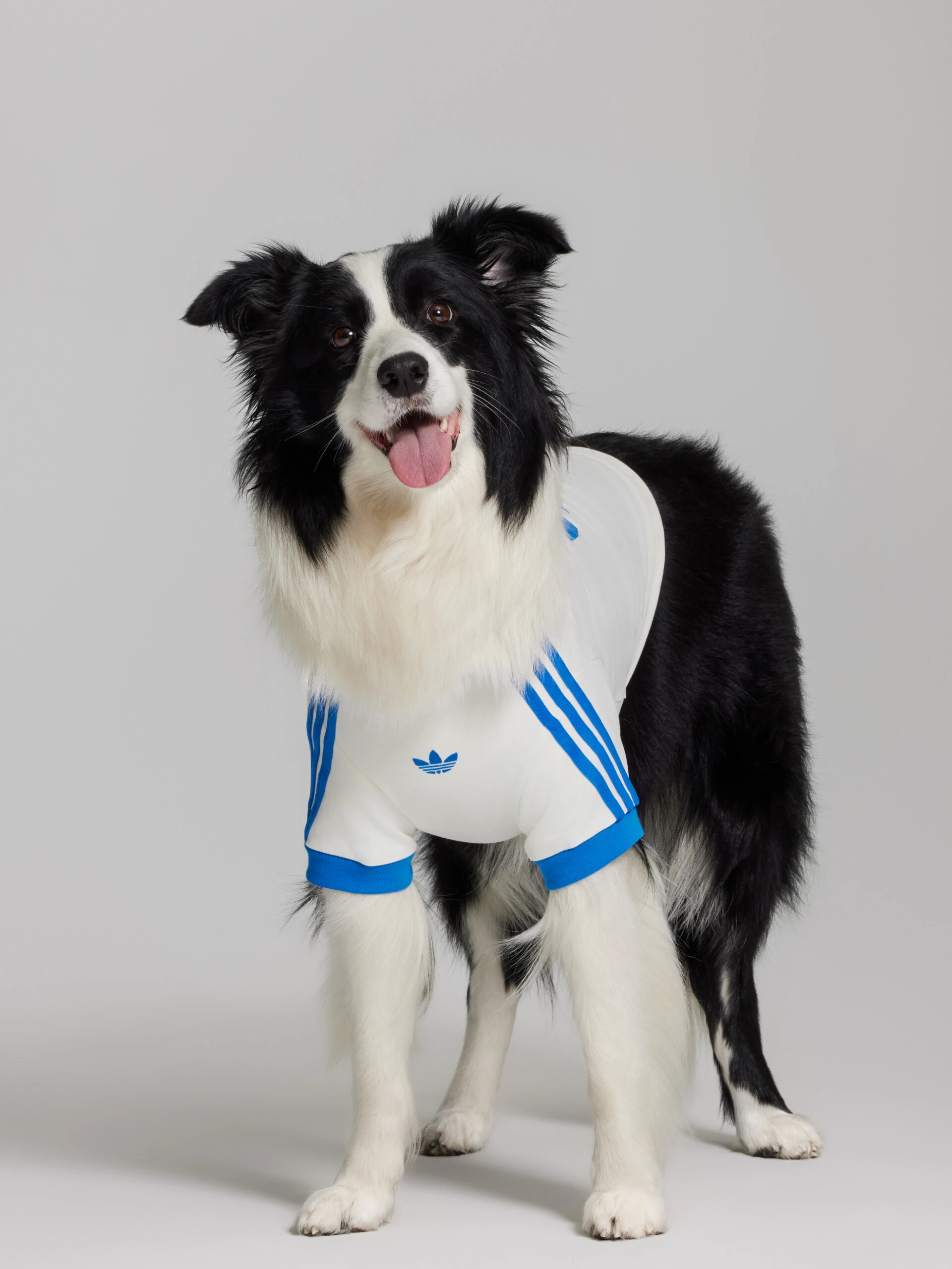 Moda mundialista para mascotas.