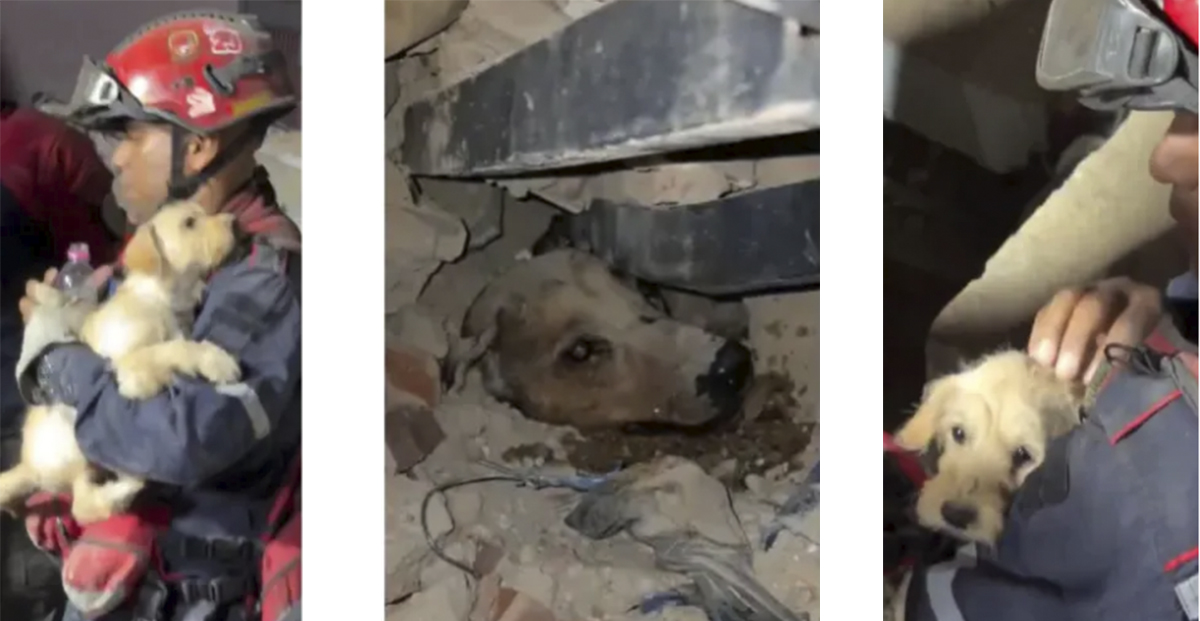 20 animais de estimação presos foram resgatados
