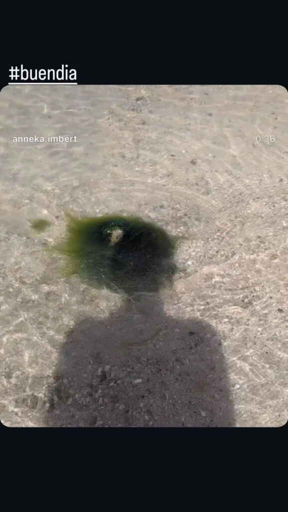 Más tarde publicó un video de la naturaleza para desearles buenos días a sus seguidores. 