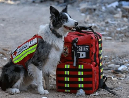Terremoto en Venezuela: la carrera contra el tiempo y el conmovedor rol de los perros rescatistas que viajan desde Argentina