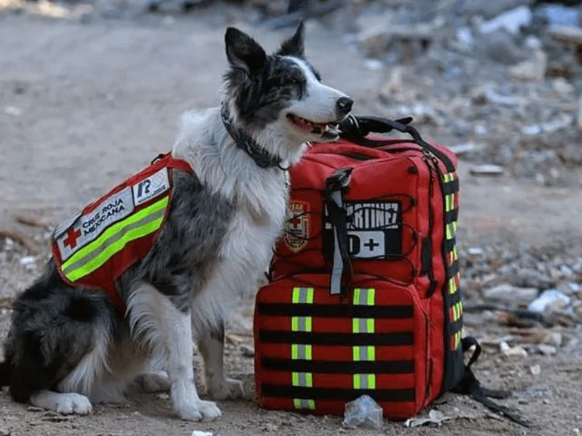 Terremoto en Venezuela: la carrera contra el tiempo y el conmovedor rol de los perros rescatistas que viajan desde Argentina