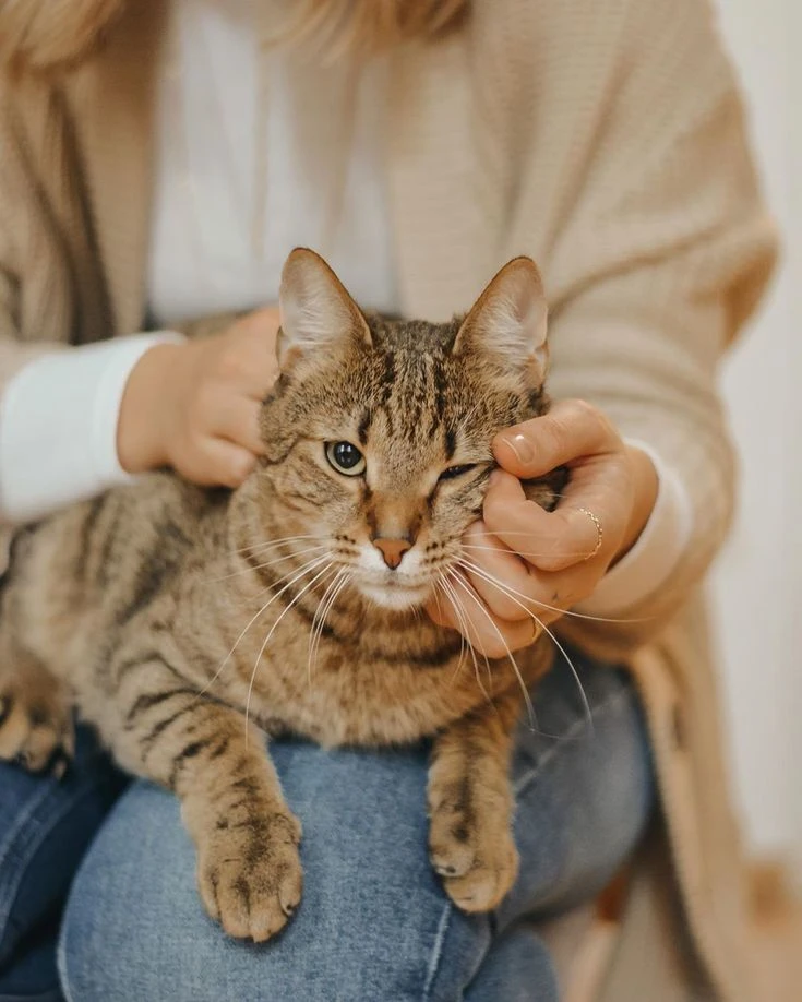 ¿Tu perro o gato rompe cosas cuando se queda solo Qué puede estar intentando decirte con ese comportamiento