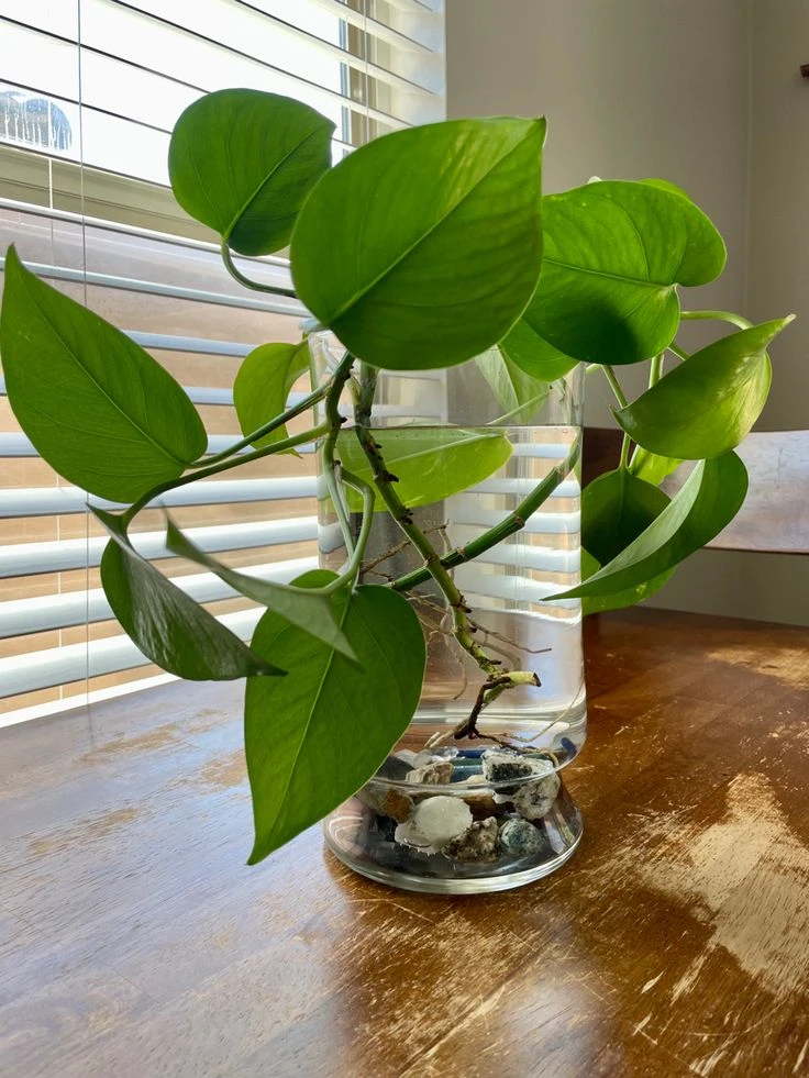 5 plantas que crecen en agua y son ideales para sumar al interior del hogar en invierno