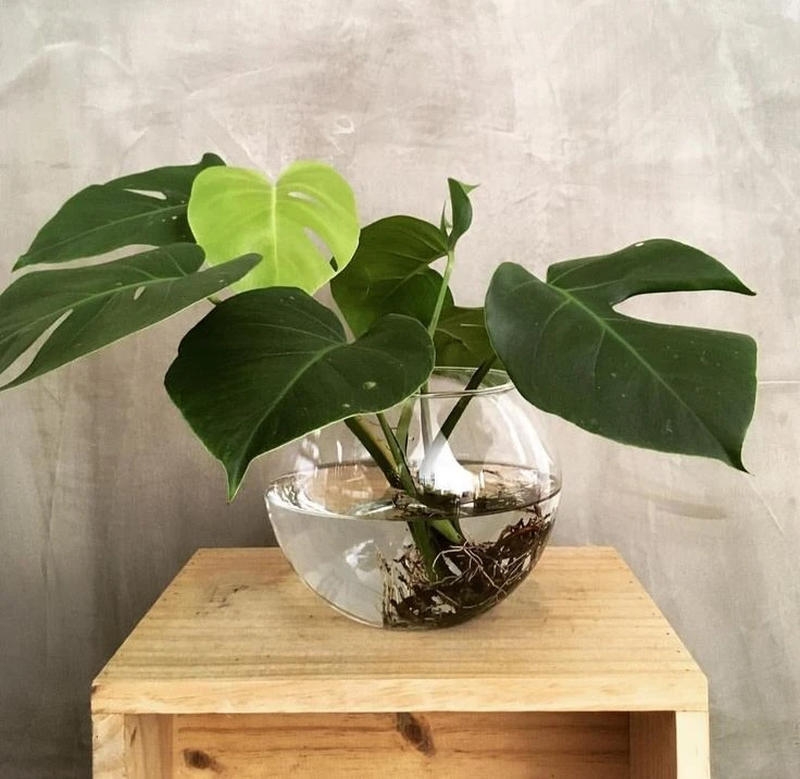 5 plantas que crecen en agua y son ideales para sumar al interior del hogar en invierno