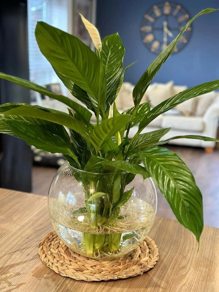5 plantas que crecen en agua y son ideales para sumar al interior del hogar en invierno