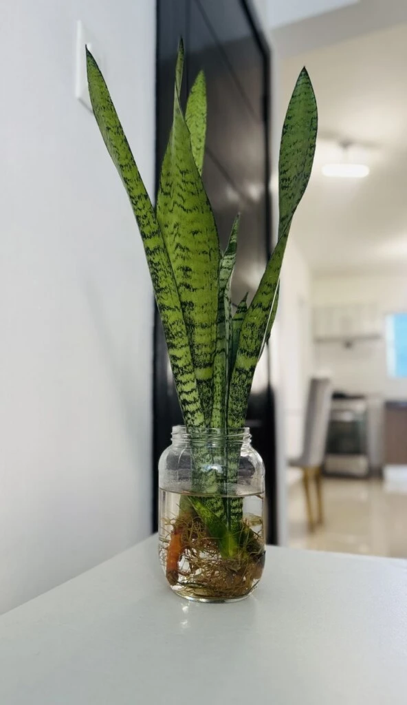5 plantas que crecen en agua y son ideales para sumar al interior del hogar en invierno