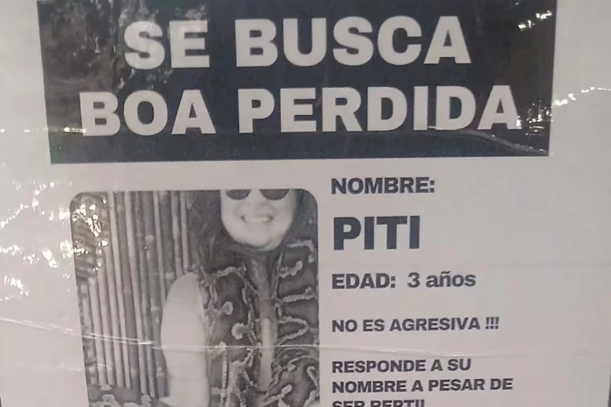 Los carteles por el barrio de Colegiales buscando a Piti, la boa.