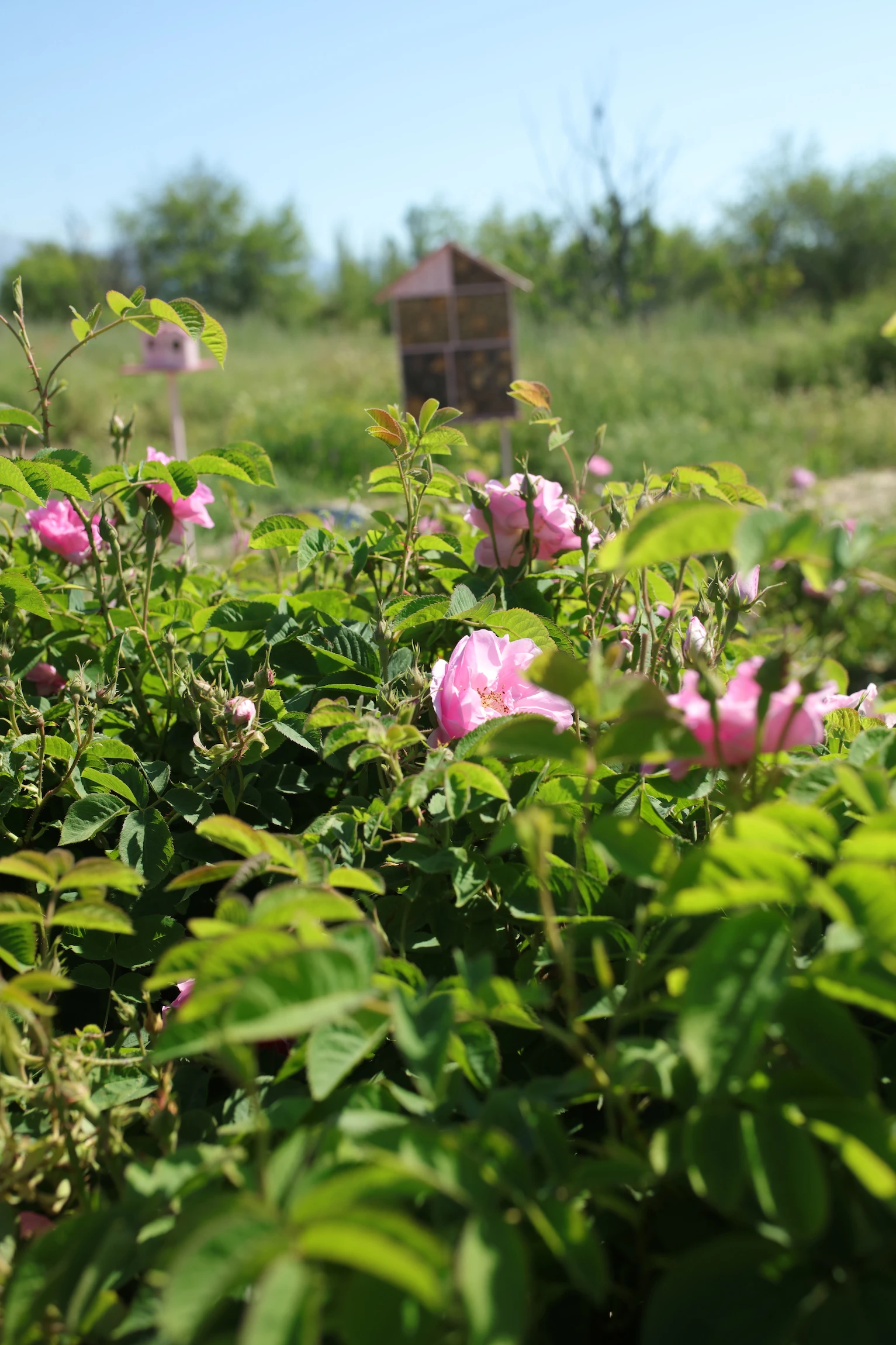 Los campos de rosas en Isparta.