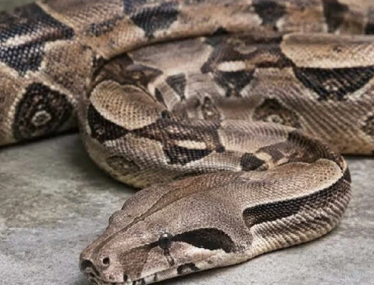 Boa perdida