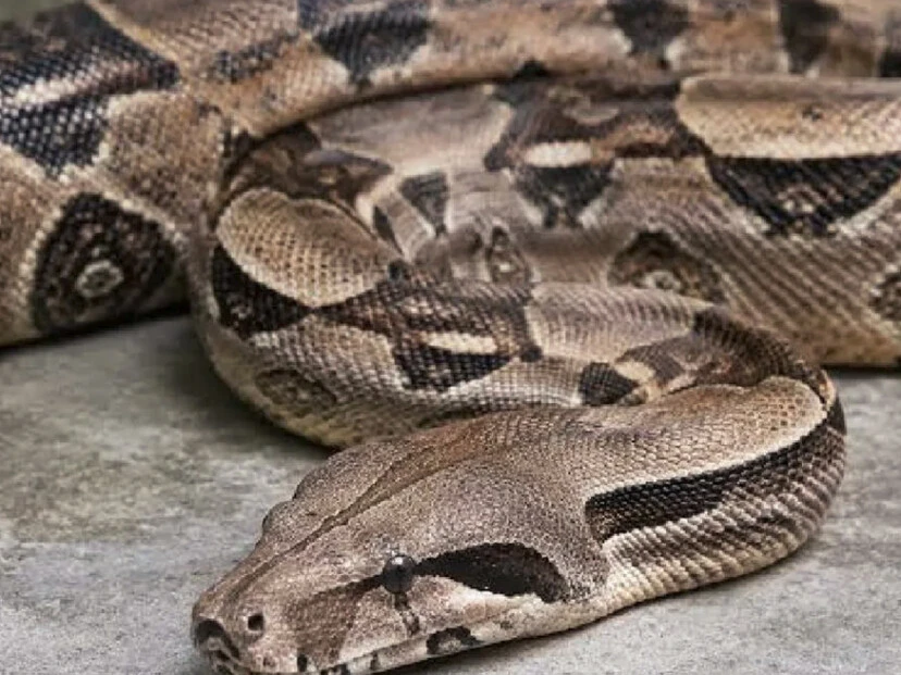 Boa perdida
