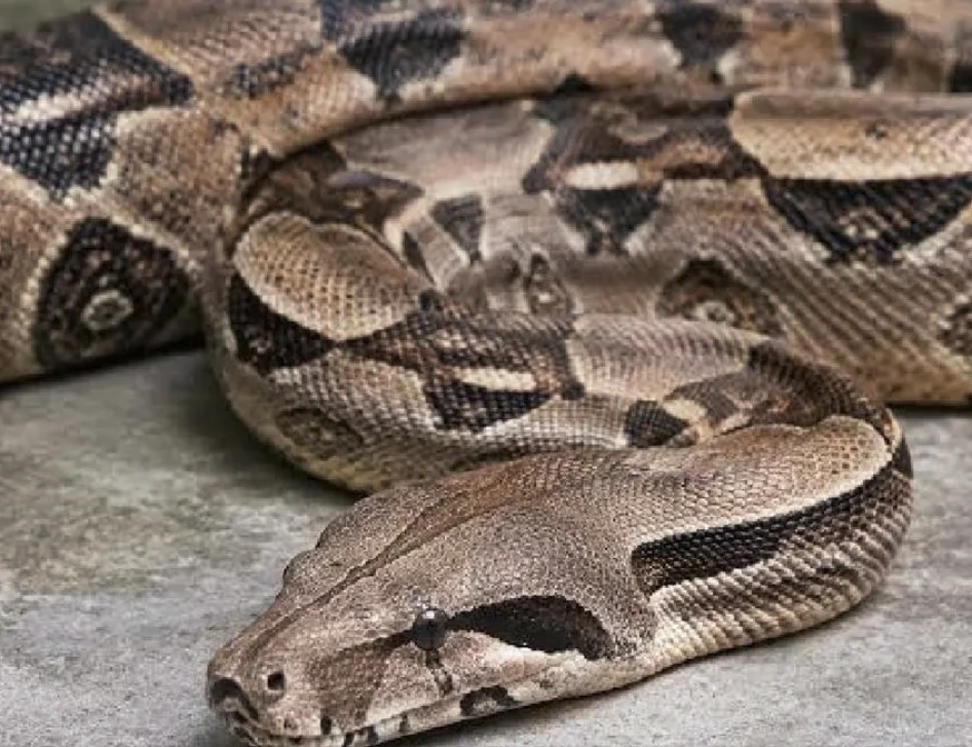 Boa perdida