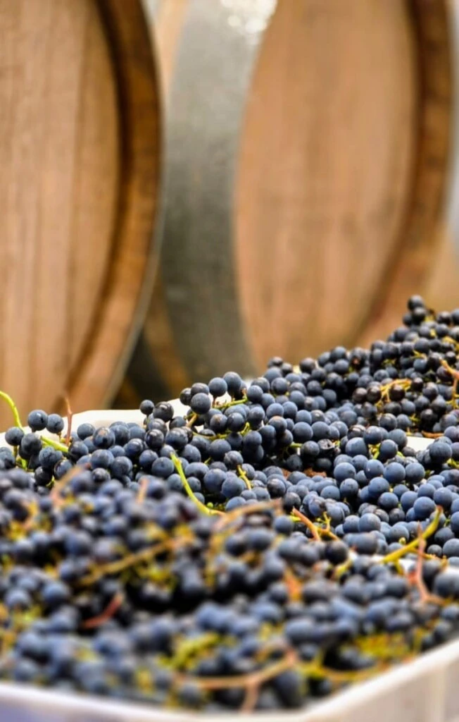 Ruta del vino cerca de Buenos Aires