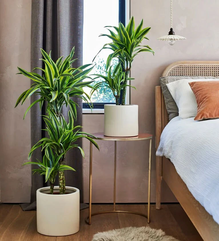 Las dracaenas son una buena alternativa cuando necesitamos una planta de mayor altura