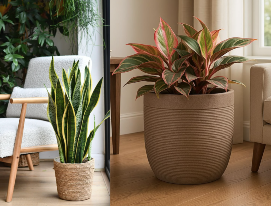 Estas plantas de interior necesitan poca luz natural y son fáciles de cuidar