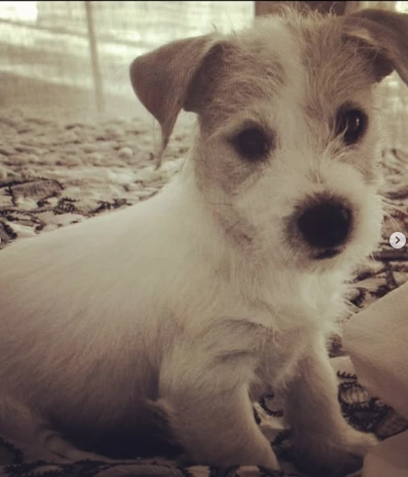 Cande Tinelli despidió a su perrita Linda.