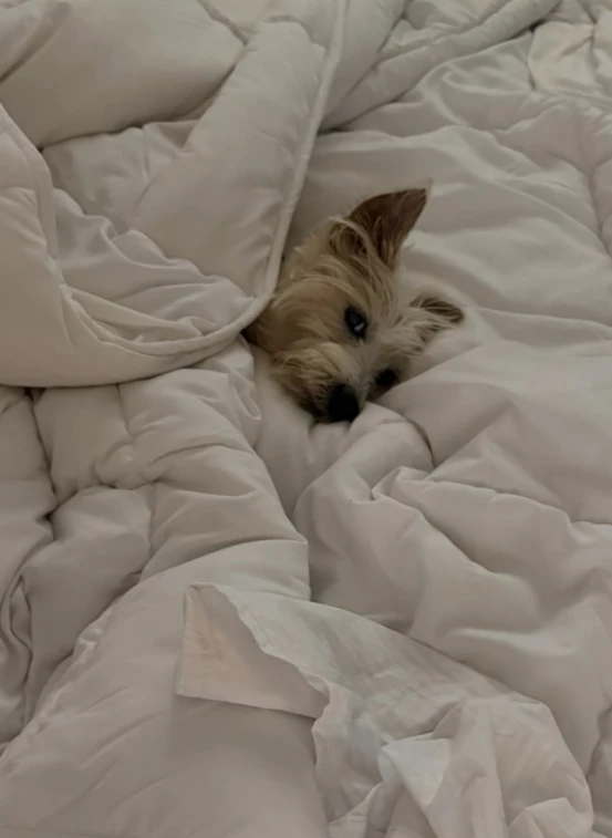 Cande Tinelli despidió a su perrita Linda.