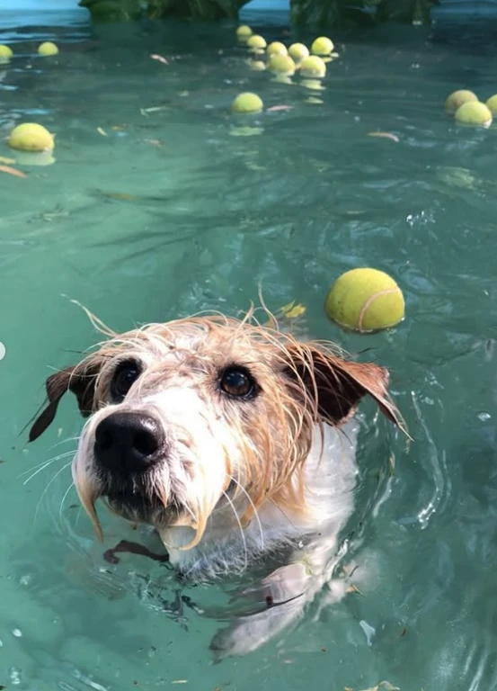 Cande Tinelli despidió a su perrita Linda.