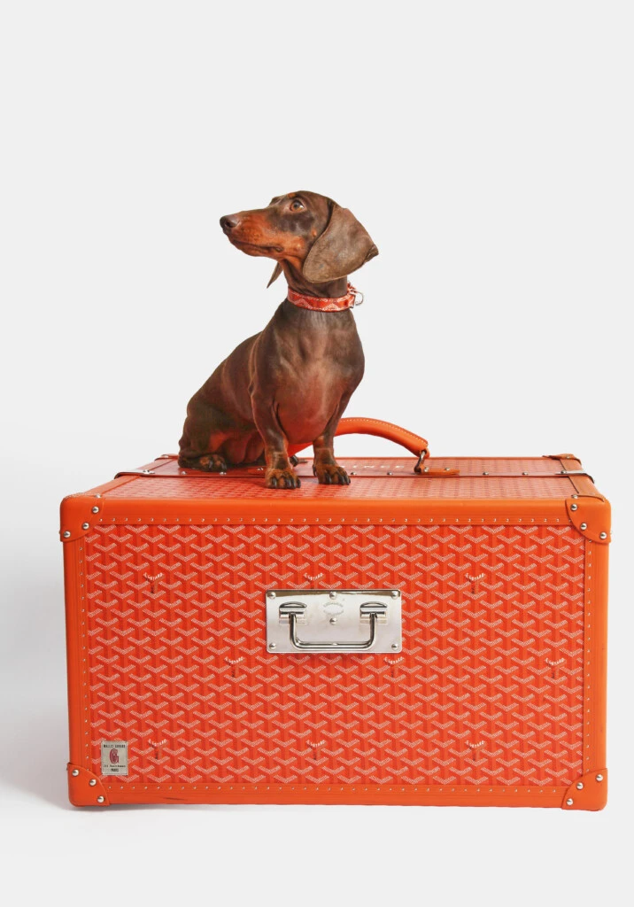 Subasta de lujo para mascotasSubasta de lujo para mascotas